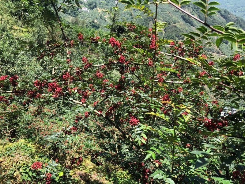 四川汉源干花椒特级贡椒产地直销一手货源可视频看货