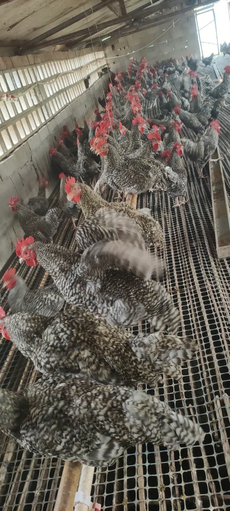 芦花大公鸡，均重四斤多，脚蹬子大，七个半月