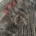 芦花大公鸡，均重四斤多，脚蹬子大，七个半月
