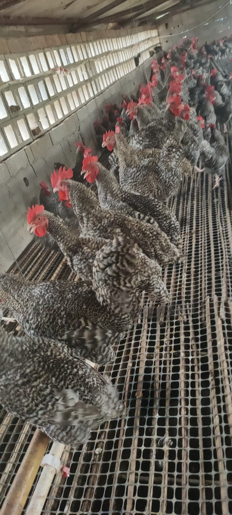 芦花大公鸡，均重四斤多，脚蹬子大，七个半月