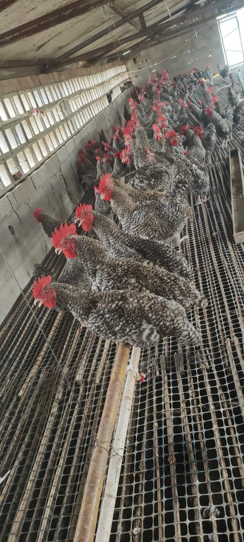 芦花大公鸡，均重四斤多，脚蹬子大，七个半月