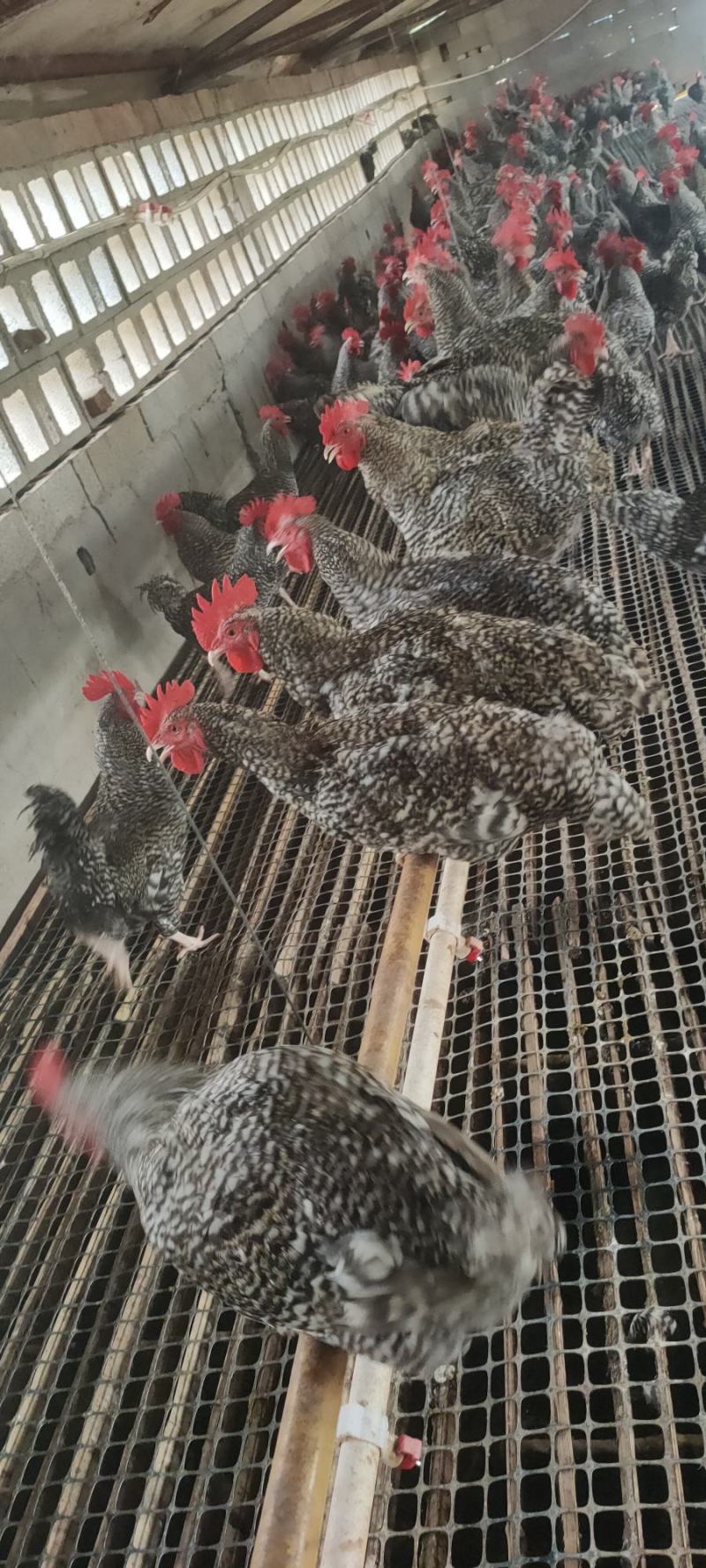 芦花大公鸡，均重四斤多，脚蹬子大，七个半月