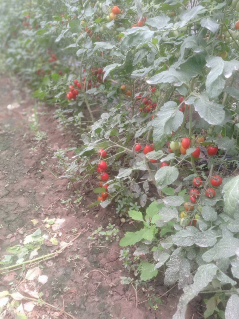 水果蔬菜农林合作社（圣女果专卖）