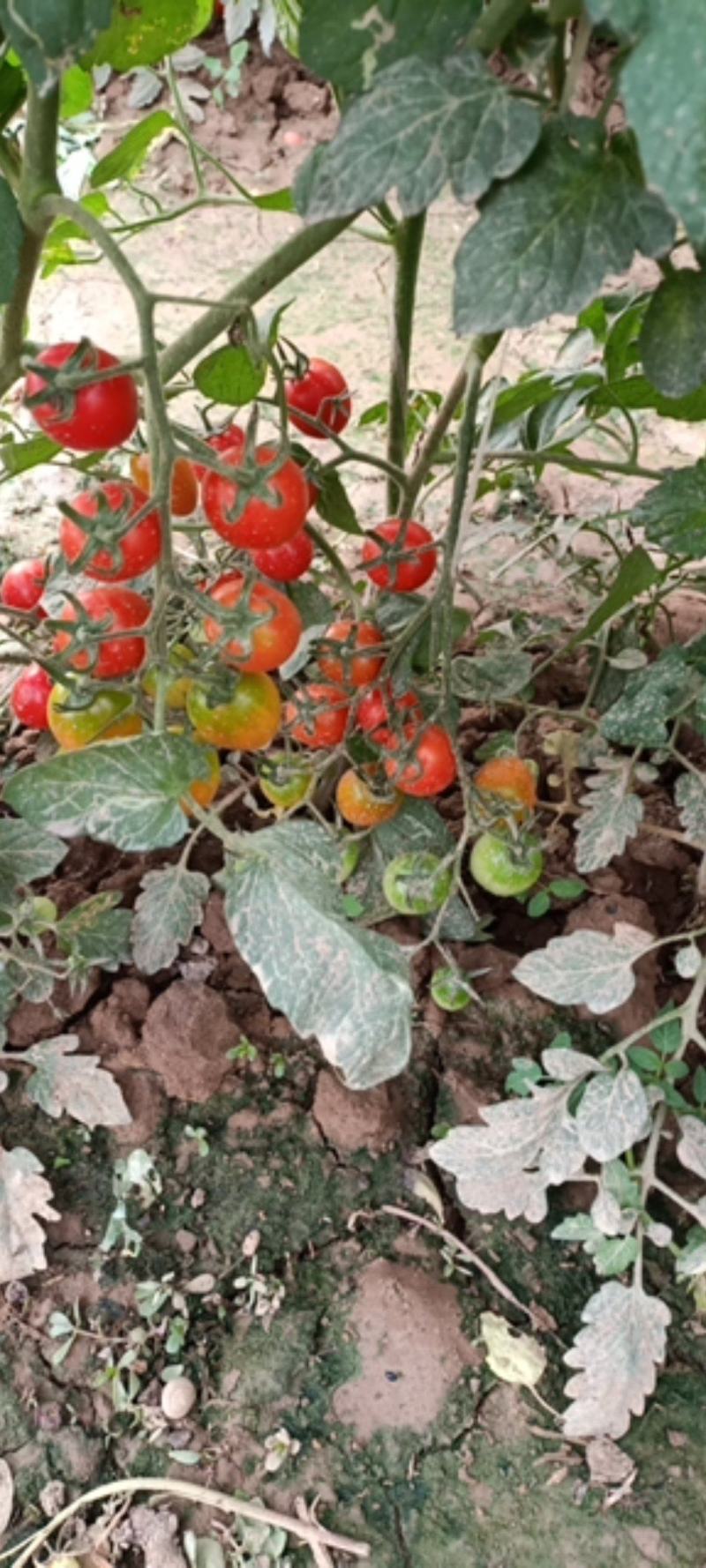 水果蔬菜农林合作社（圣女果专卖）