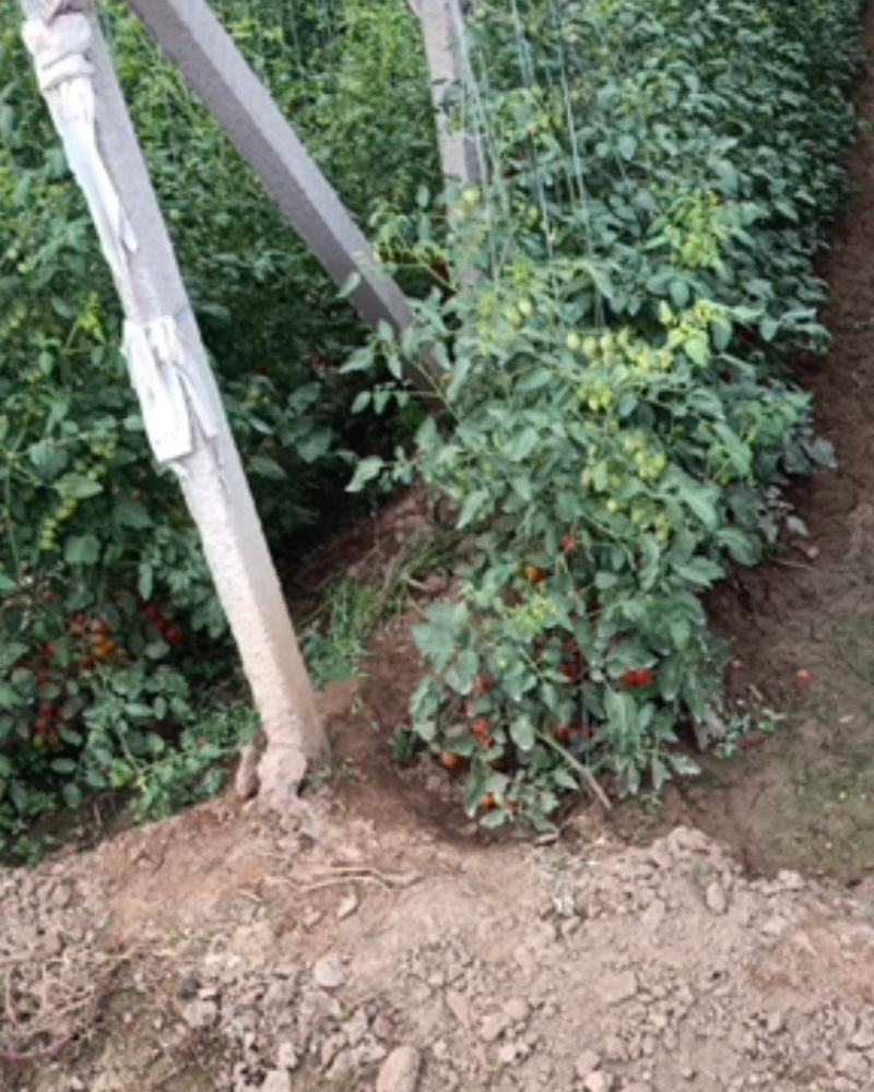 水果蔬菜农林合作社（圣女果专卖）