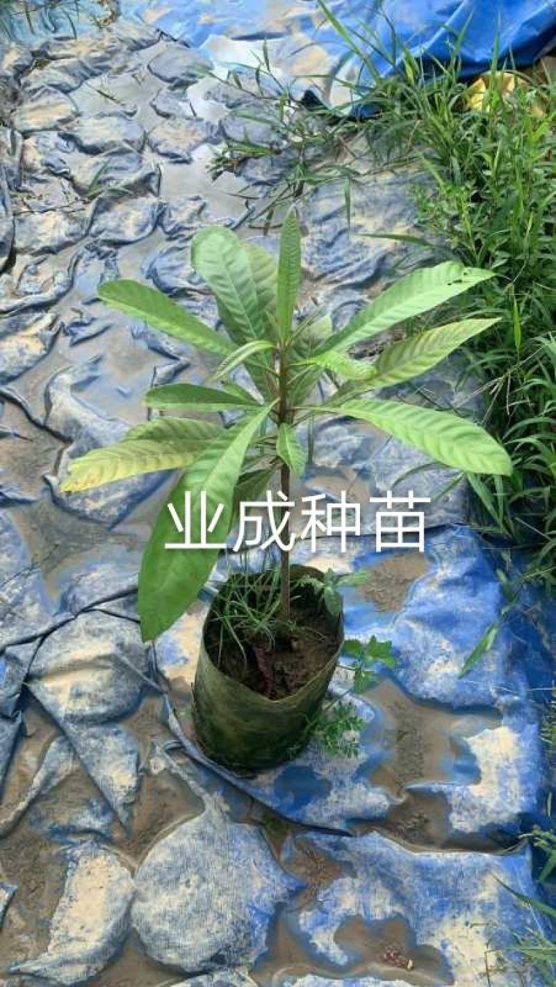 妈咪果种子神仙果麻美果种子蛋黄果马梅果人心果