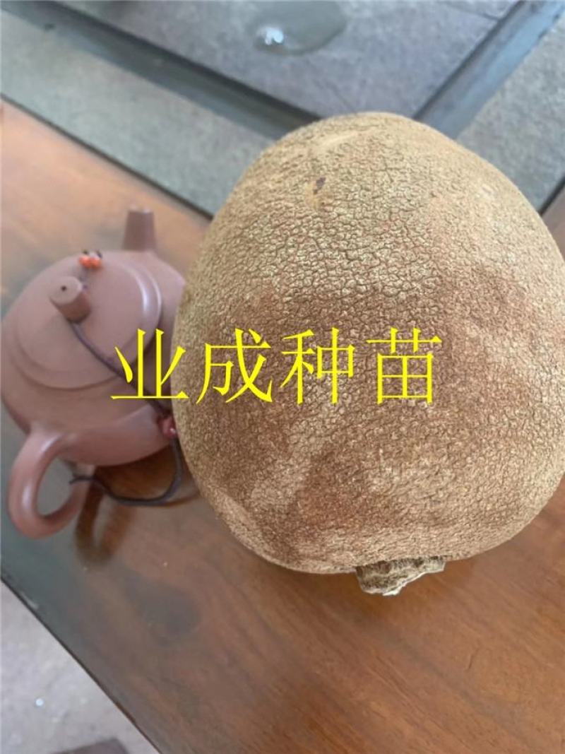 妈咪果种子神仙果麻美果种子蛋黄果马梅果人心果