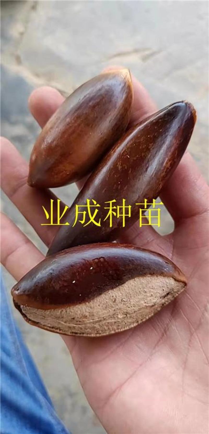 妈咪果种子神仙果麻美果种子蛋黄果马梅果人心果