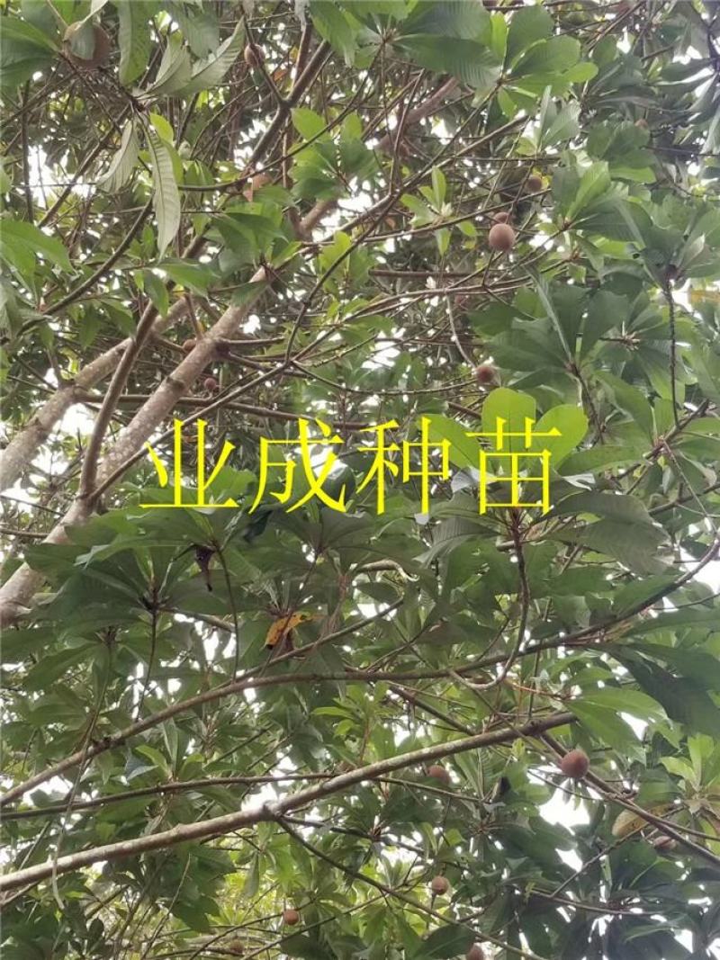 妈咪果种子神仙果麻美果种子蛋黄果马梅果人心果