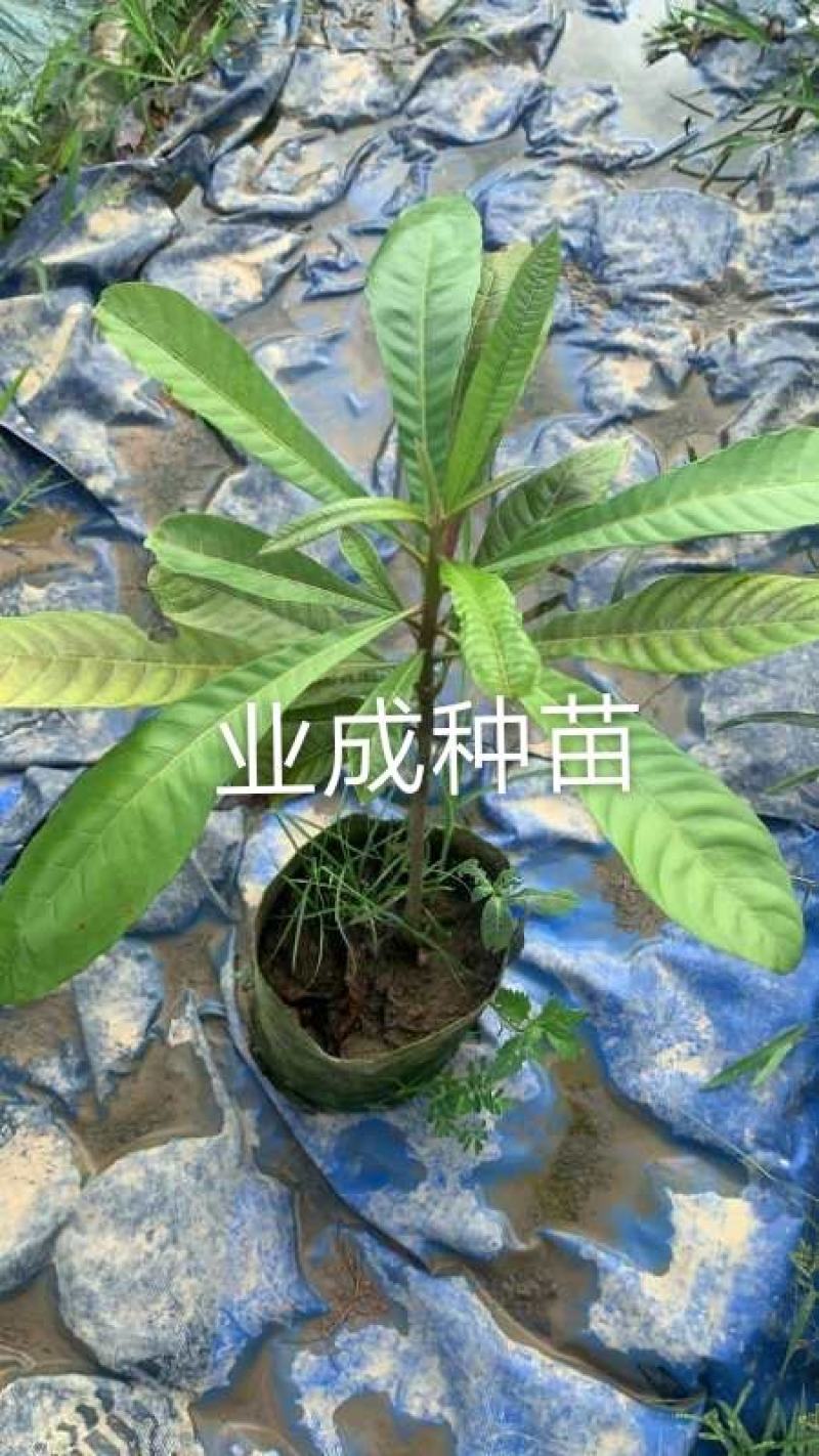 妈咪果种子神仙果麻美果种子蛋黄果马梅果人心果