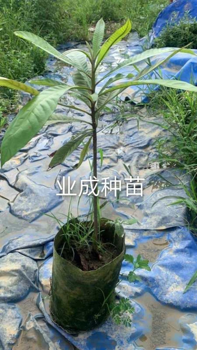 妈咪果种子神仙果麻美果种子蛋黄果马梅果人心果
