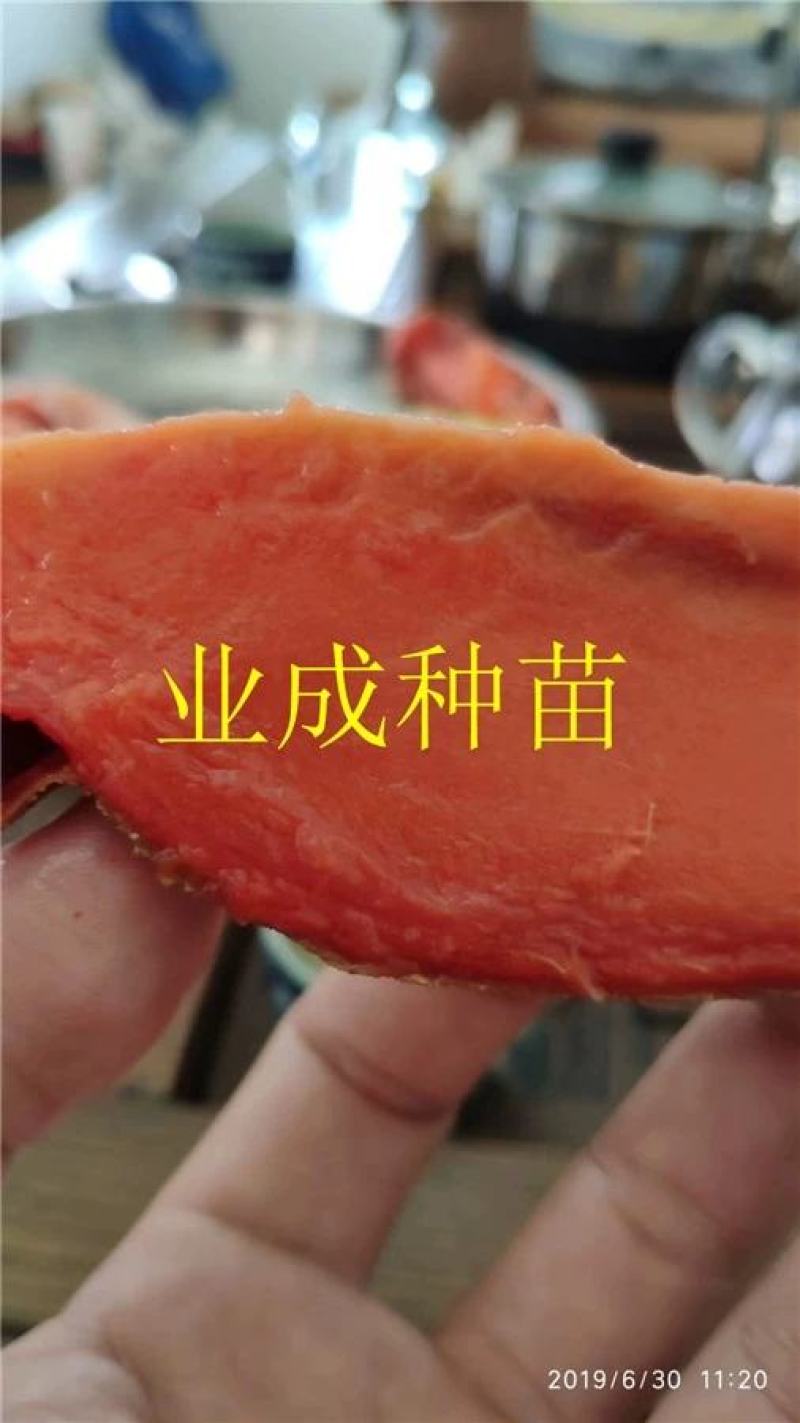 妈咪果种子神仙果麻美果种子蛋黄果马梅果人心果