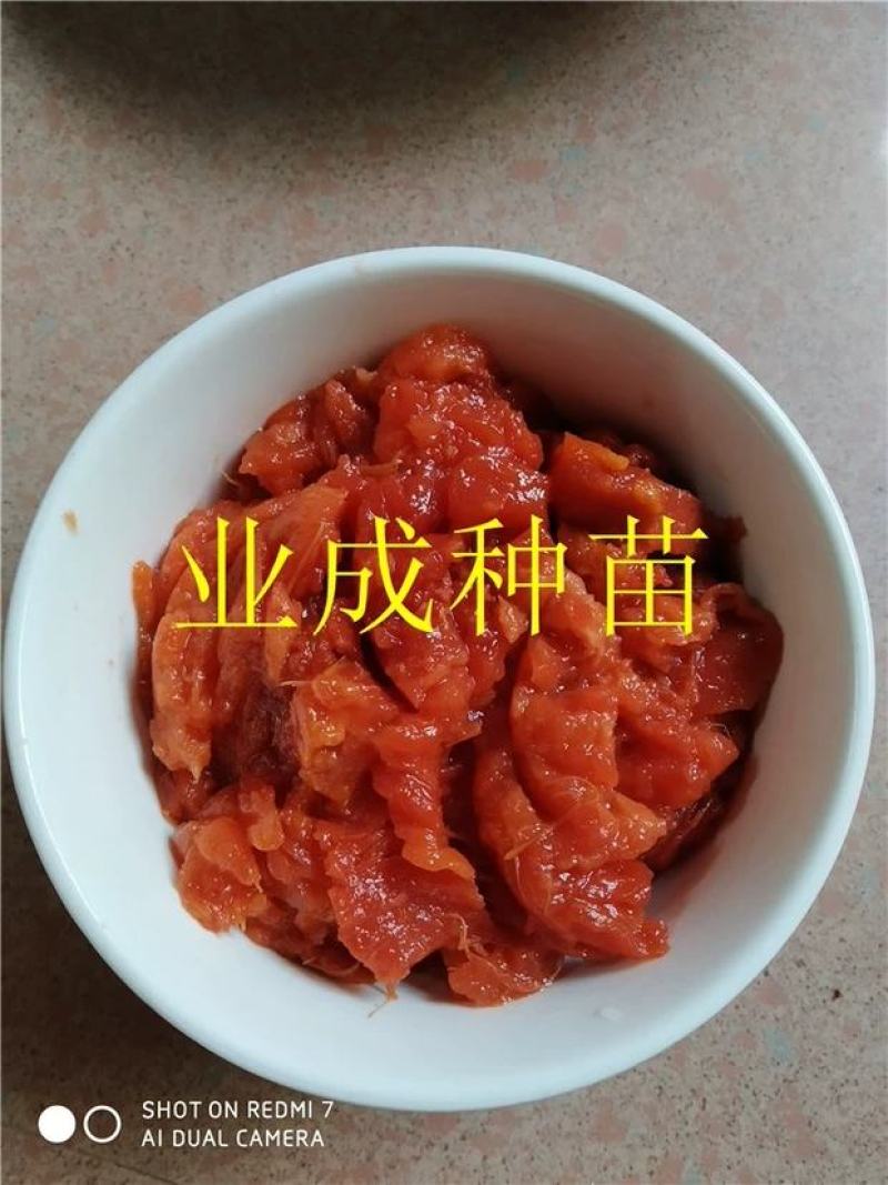 妈咪果种子神仙果麻美果种子蛋黄果马梅果人心果