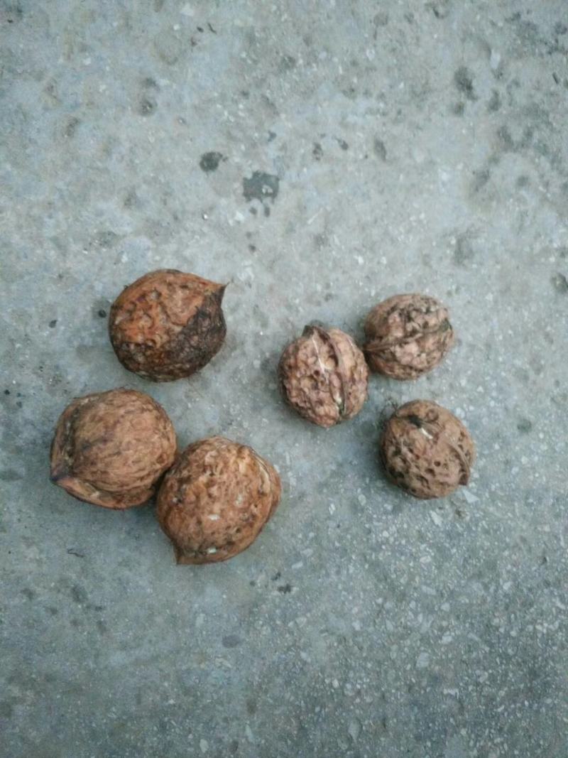 生核桃包核桃米云南核桃新疆核桃