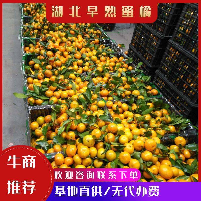 湖北柑桔，蜜橘，基地直供，一手货源，货源充足，无代办费。