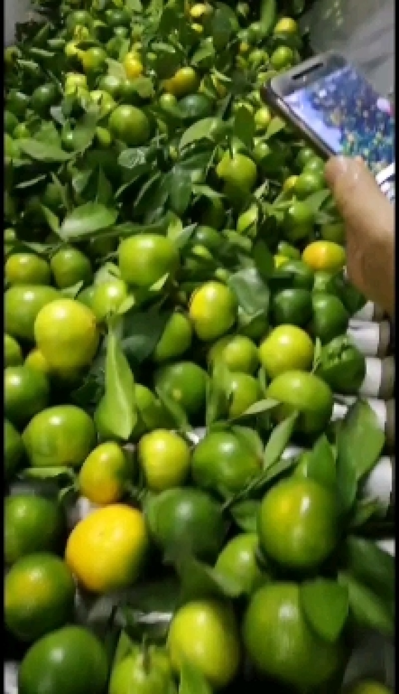 现摘现发，优质特早蜜橘，合作社直供，无代办费，一手货源