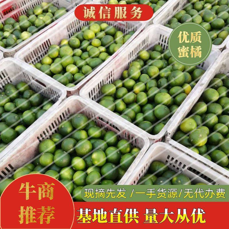 现摘现发，优质特早蜜橘，合作社直供，无代办费，一手货源
