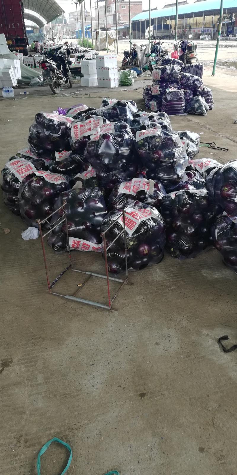 河南省焦作市博爱县万亩精品紫光茄子，欢迎全国客户光临。