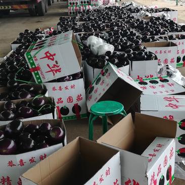 河南省焦作市博爱县万亩精品紫光茄子，欢迎全国客户光临。