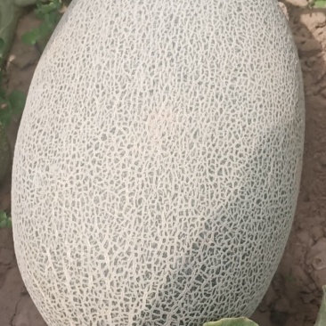 货源充足，产地直发，现摘现发