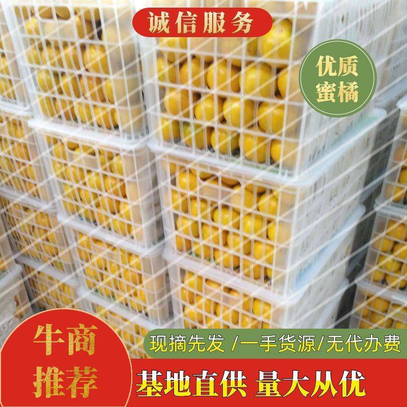 特早蜂蜜型蜜橘，叶桔，合作社直供无中间商，免收代办费。