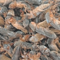 新货东北蝼蛄速冻，质量有保证，个头大，