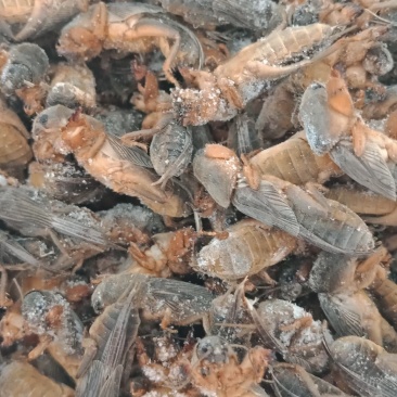 新货东北蝼蛄速冻，质量有保证，个头大，