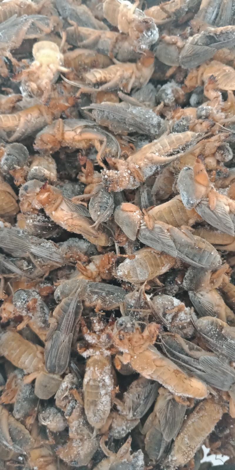 新货东北蝼蛄速冻，质量有保证，个头大，