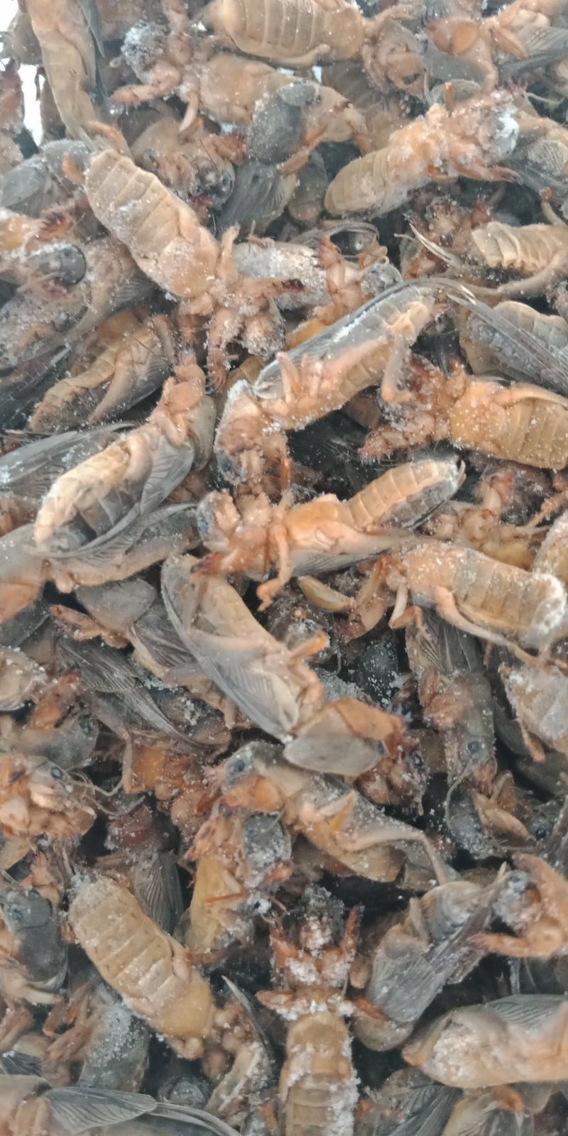 新货东北蝼蛄速冻，质量有保证，个头大，
