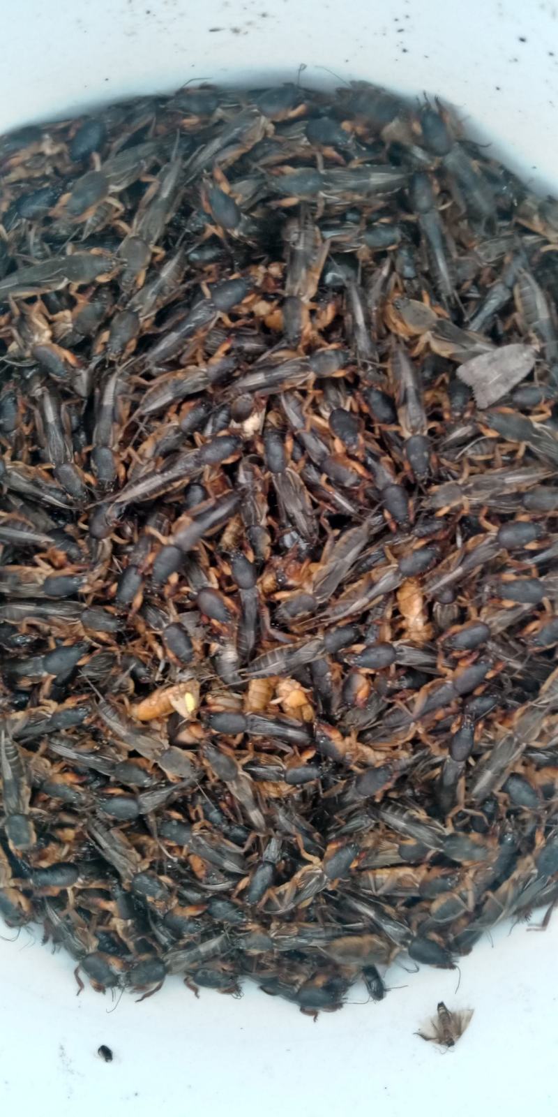 新货东北蝼蛄速冻，质量有保证，个头大，