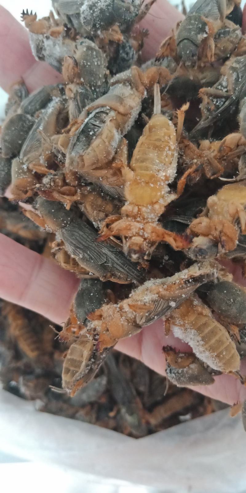 新货东北蝼蛄速冻，质量有保证，个头大，