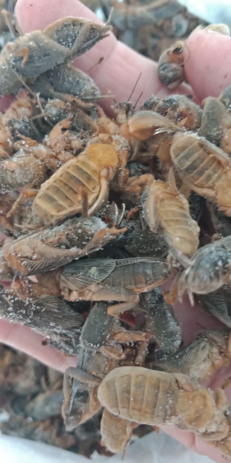 新货东北蝼蛄速冻，质量有保证，个头大，