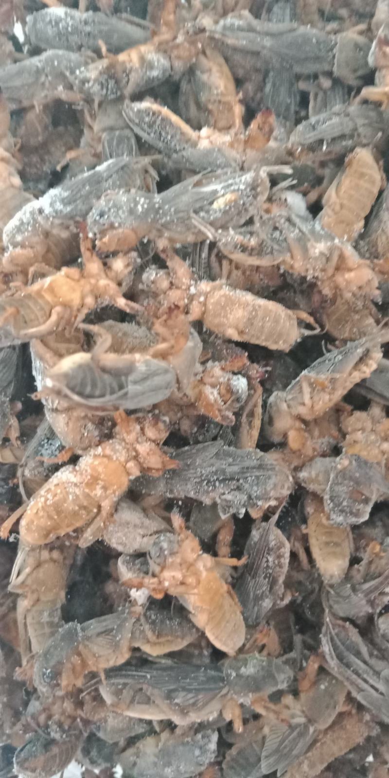 新货东北蝼蛄速冻，质量有保证，个头大，