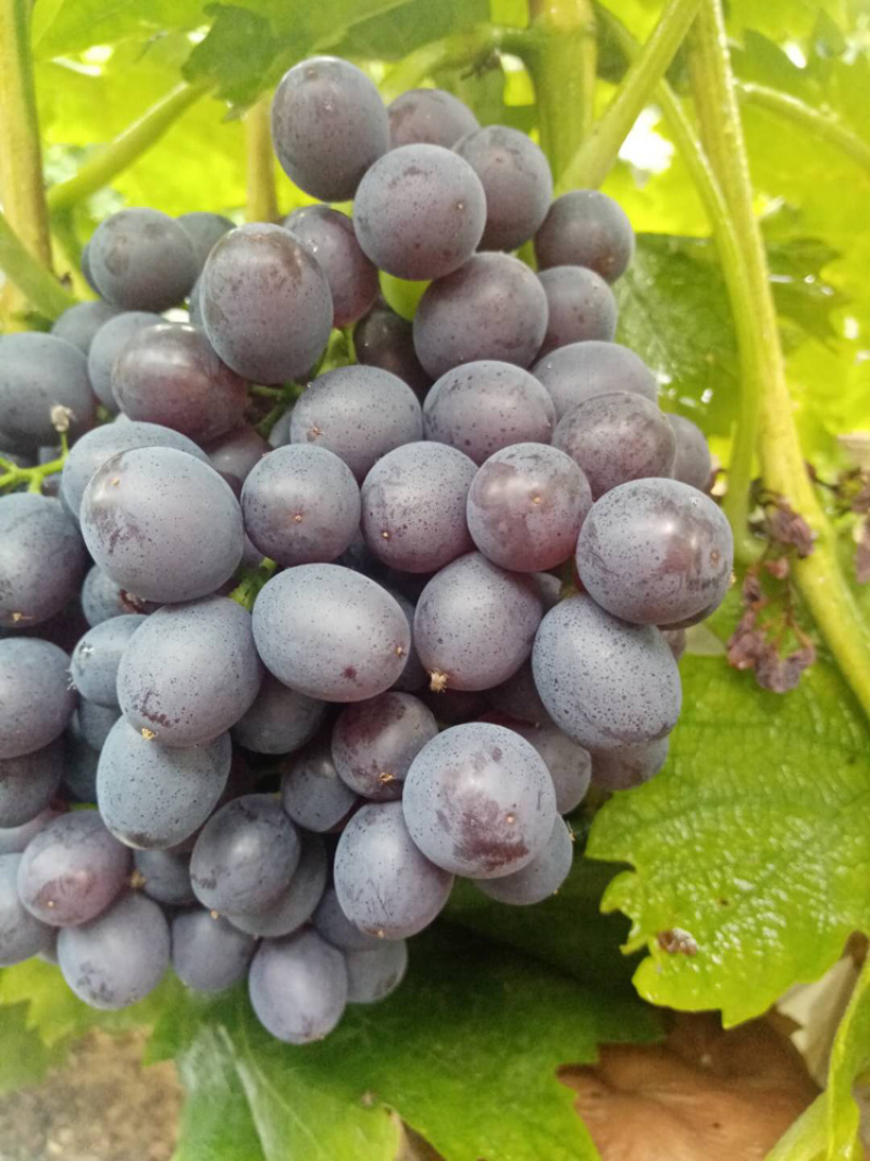 正宗玫瑰香葡萄🍇品质好香甜可口又香又甜