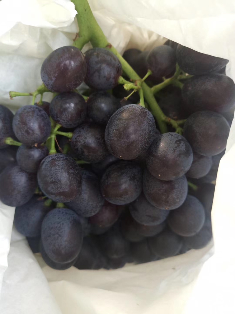 正宗玫瑰香葡萄🍇品质好香甜可口又香又甜