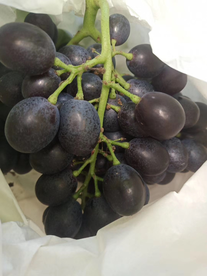 正宗玫瑰香葡萄🍇品质好香甜可口又香又甜