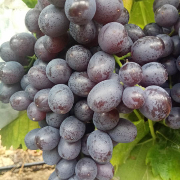 正宗玫瑰香葡萄🍇品质好香甜可口又香又甜