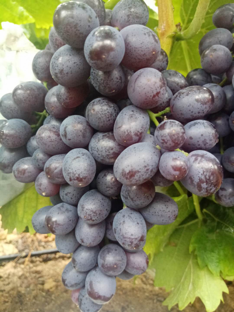 正宗玫瑰香葡萄🍇品质好香甜可口又香又甜