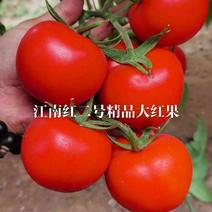 江南红二号精品果，红果大番茄，抗病强，产量高，硬度好