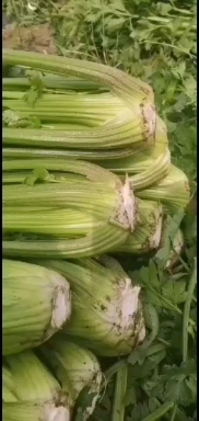 西芹大量上市三斤左右颜.值高