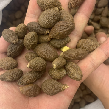 胖大海大海无硫磺熏蒸全部可以冲泡开花500克起