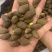 胖大海大海无硫磺熏蒸全部可以冲泡开花500克起