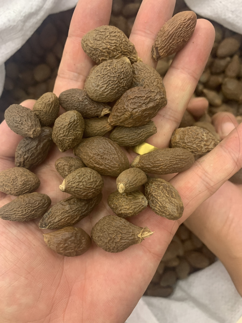 胖大海大海无硫磺熏蒸全部可以冲泡开花500克起