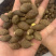 胖大海大海无硫磺熏蒸全部可以冲泡开花500克起