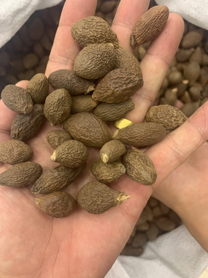 胖大海大海无硫磺熏蒸全部可以冲泡开花500克起