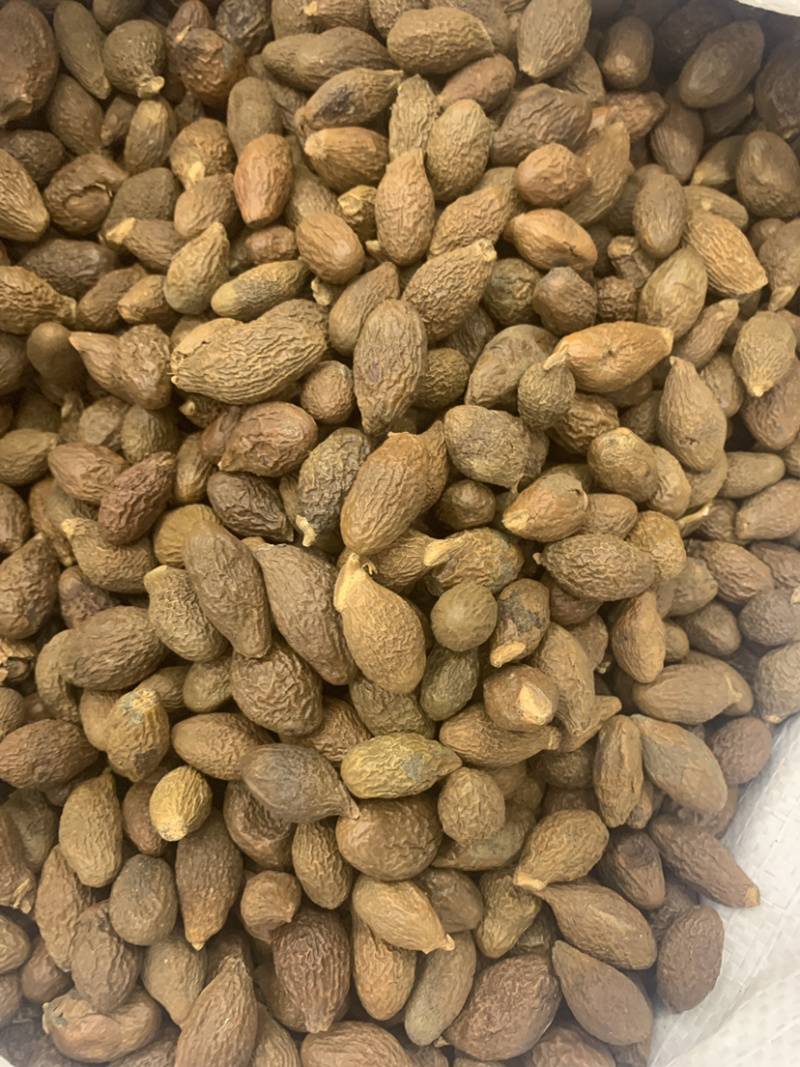 胖大海大海无硫磺熏蒸全部可以冲泡开花500克起
