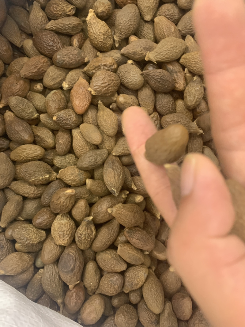胖大海大海无硫磺熏蒸全部可以冲泡开花500克起