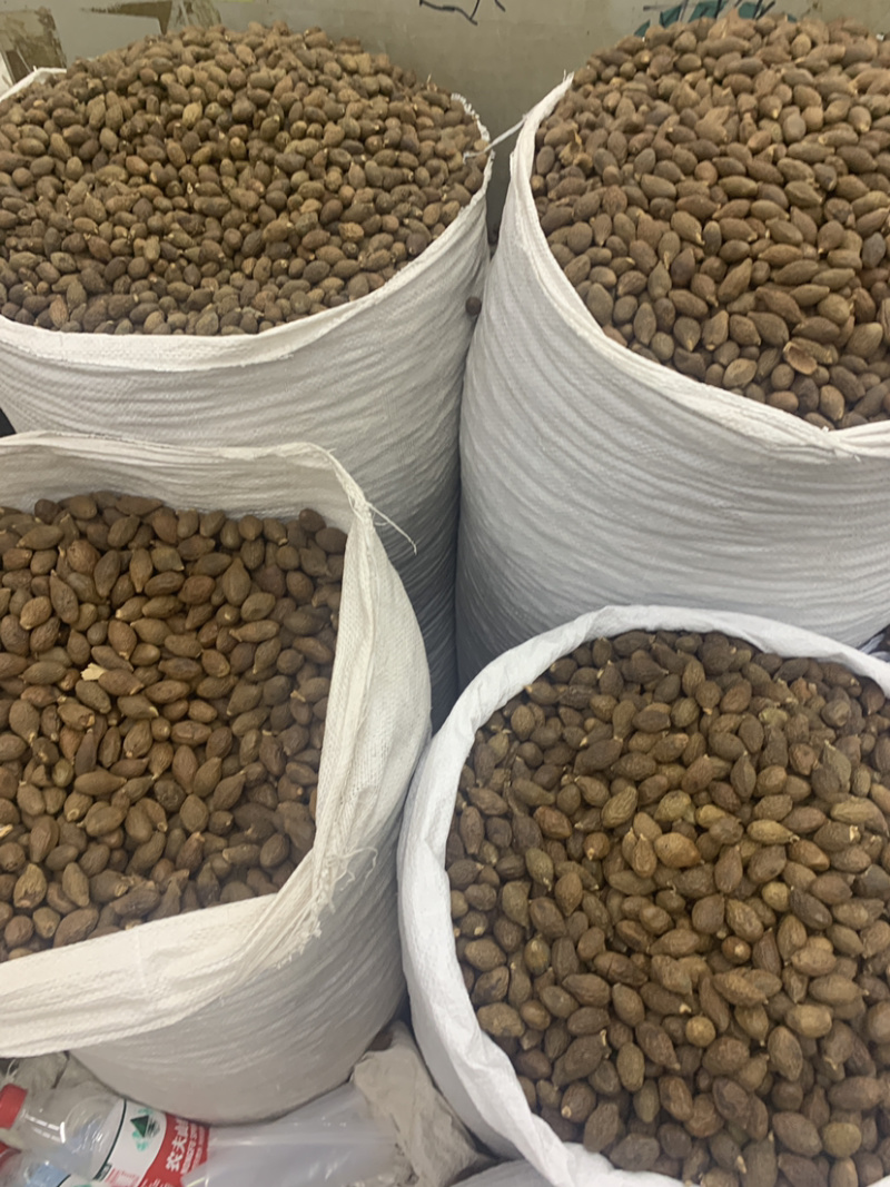 胖大海大海无硫磺熏蒸全部可以冲泡开花500克起