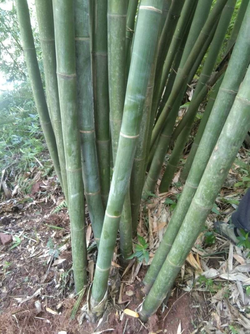 绵竹（四季竹）货源充足，可支持视频和现场看货