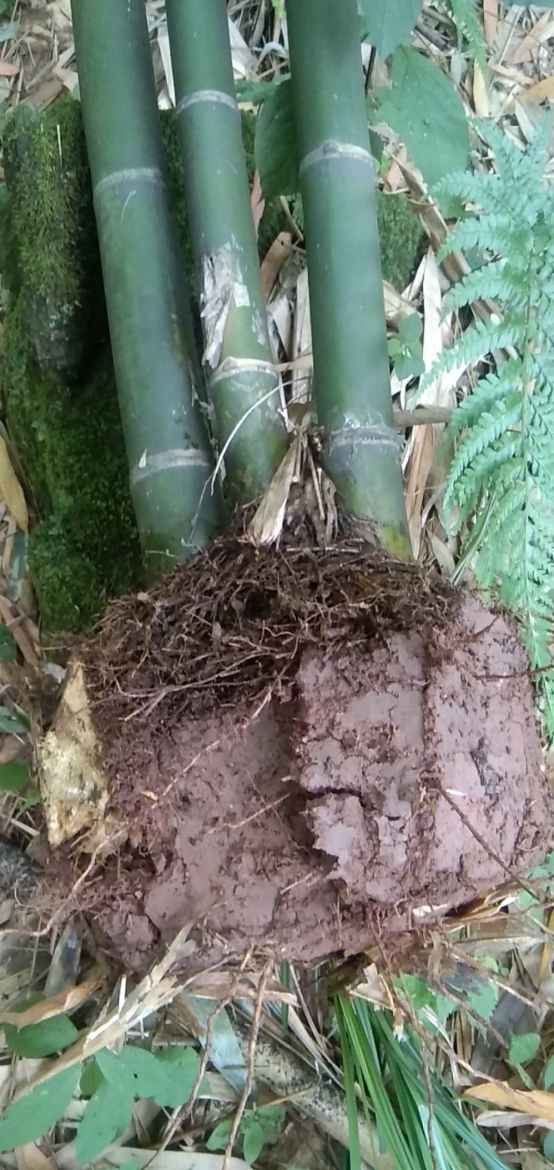 绵竹（四季竹）货源充足，可支持视频和现场看货